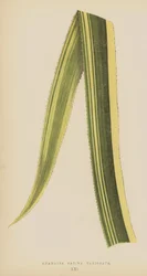 Ananassa Sativa Variegata